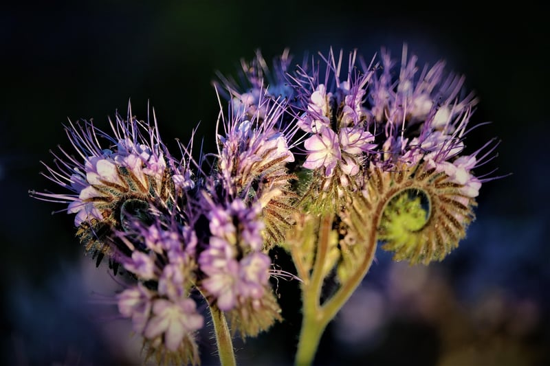 Repellent Plants