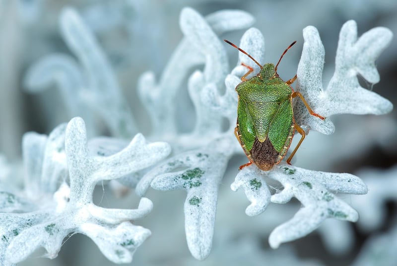 Beneficial Insect